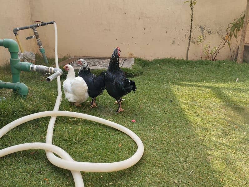 bantam trio set for sale white and molted 2