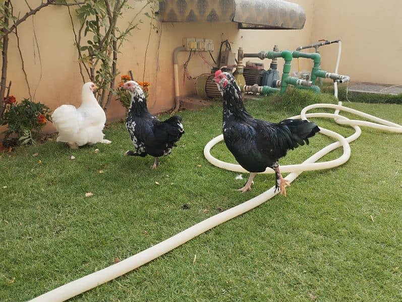 bantam trio set for sale white and molted 3