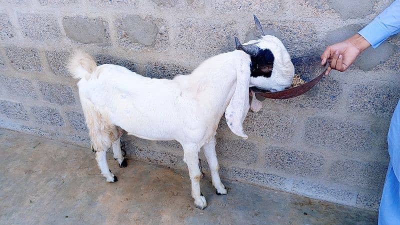 Gulabi abluck bakra for sale 2025 k liye 03162918168 0