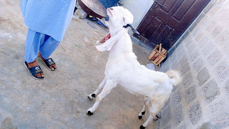 Gulabi abluck bakra for sale 2025 k liye 03162918168 1