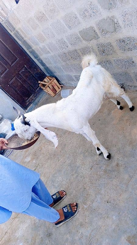 Gulabi abluck bakra for sale 2025 k liye 03162918168 2