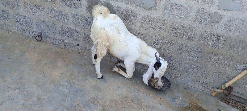 Gulabi abluck bakra for sale 2025 k liye 03162918168 3