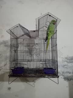 parrot available for sale