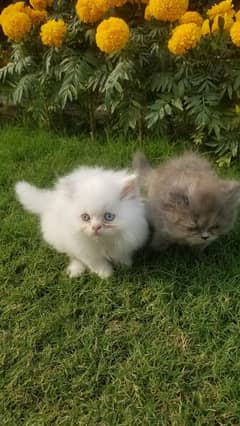 Triple coat Persian kitten pair