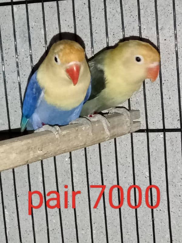 Some Quality bird for sale 3