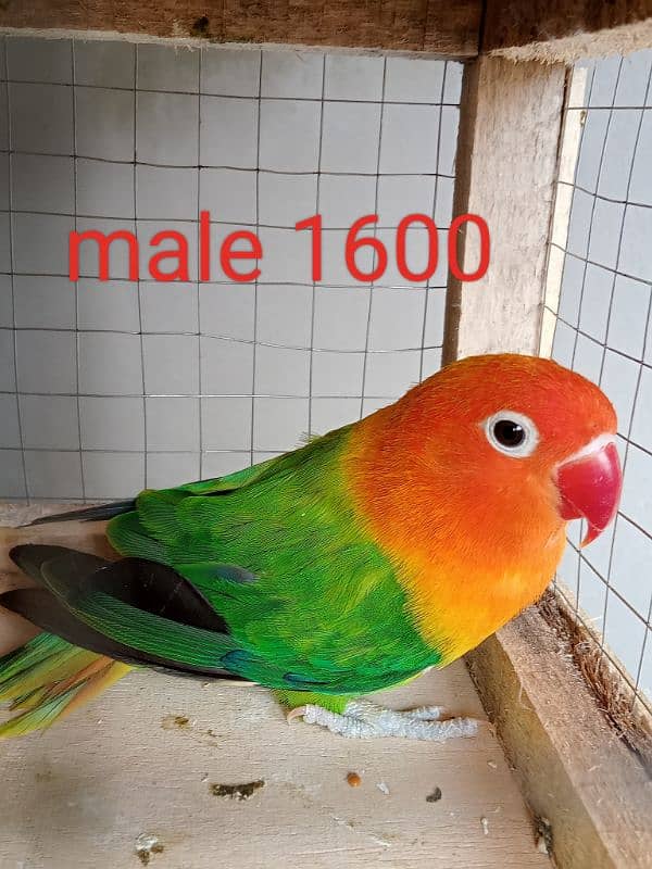 Some Quality bird for sale 5