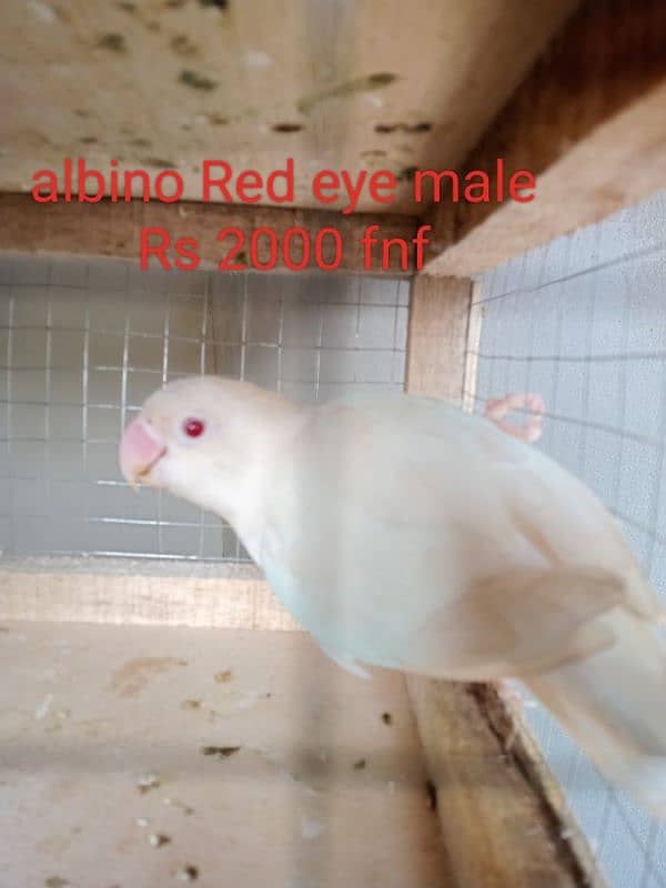 Some Quality bird for sale 6