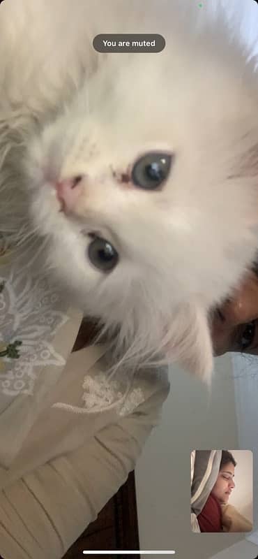 persian male kitten 1