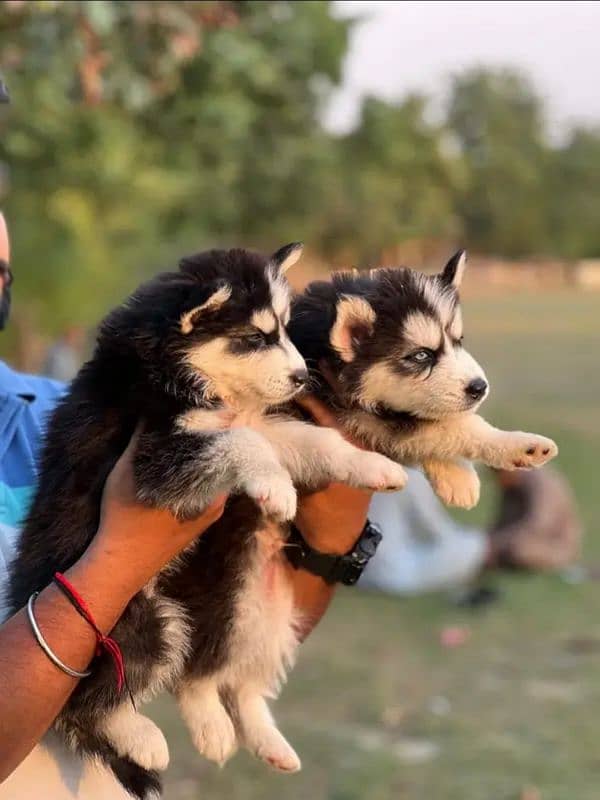 SIBERIAN HUSKY PUPPIES 1