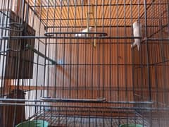 Java Ring Bird breeder pair . with Cage