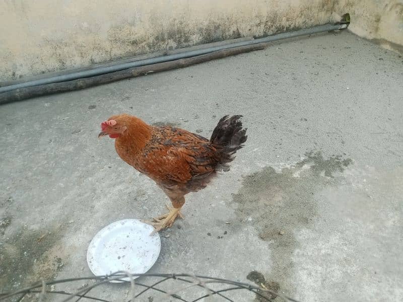 3 golden hens for sale 0