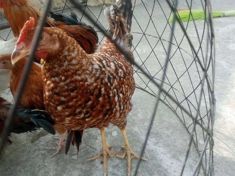 3 golden hens for sale 1