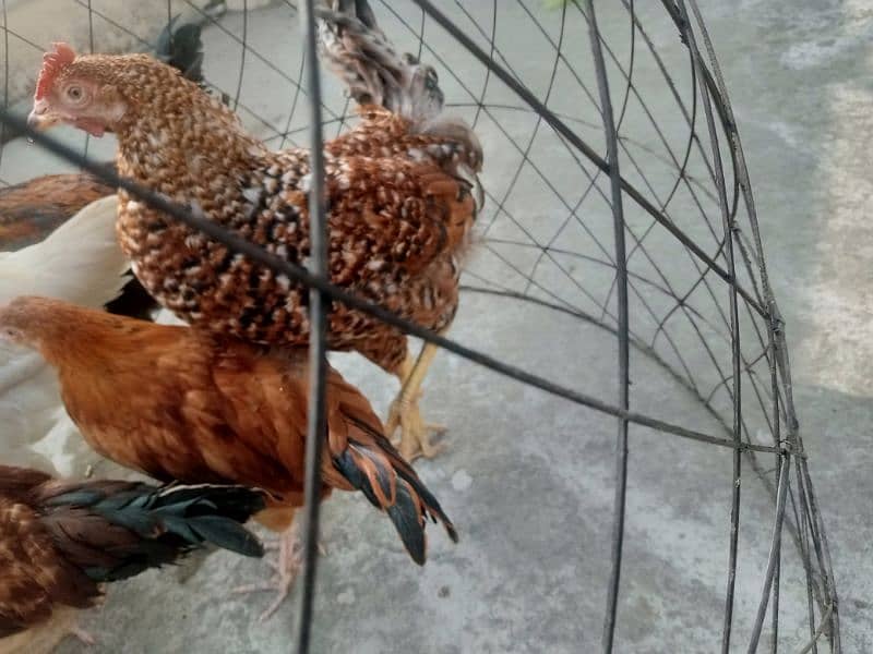 3 golden hens for sale 2