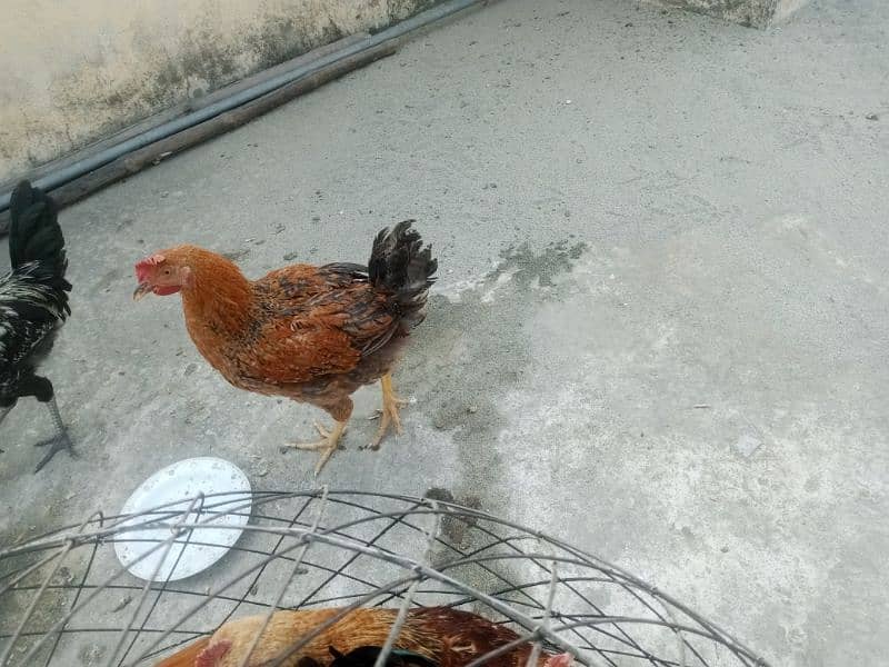 3 golden hens for sale 6