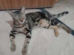 American shorthair