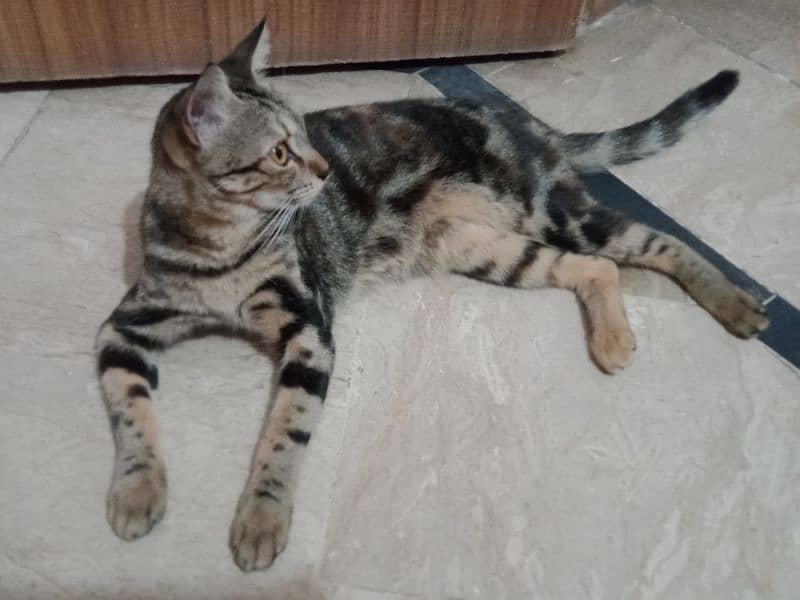 American shorthair 1