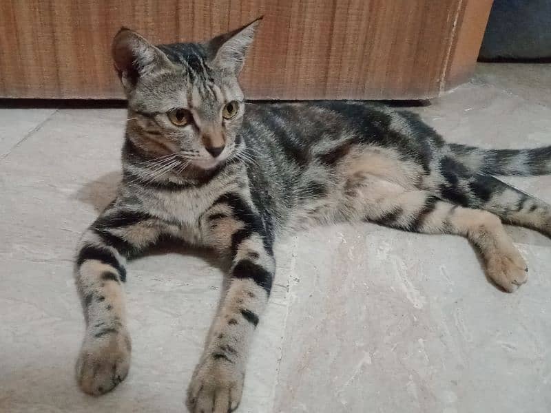 American shorthair 2