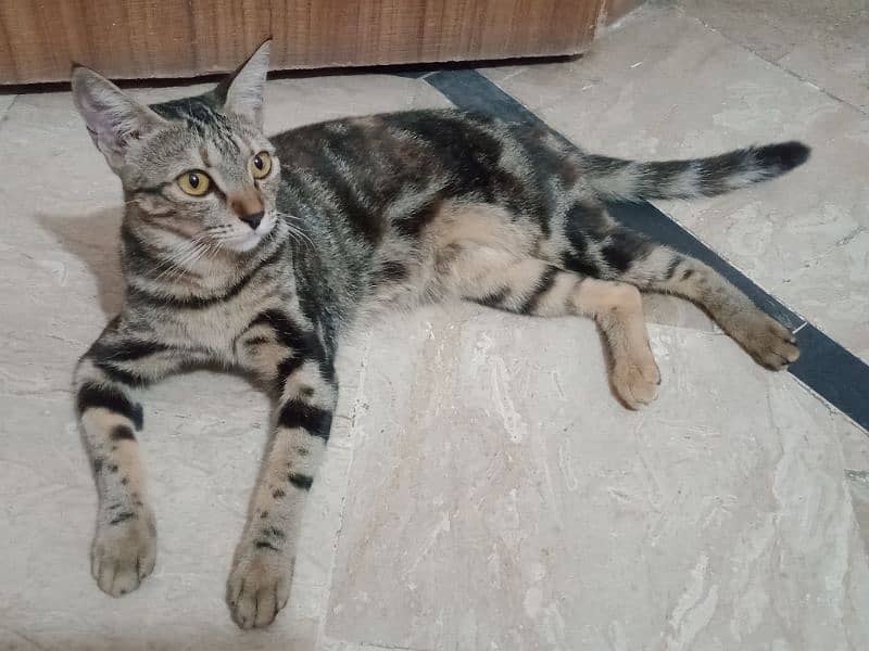 American shorthair 3