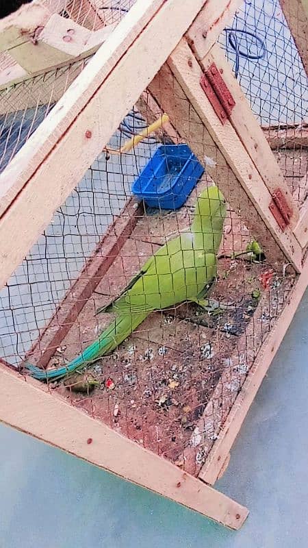 two khata parrots 0