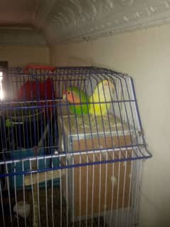 Love bird pair