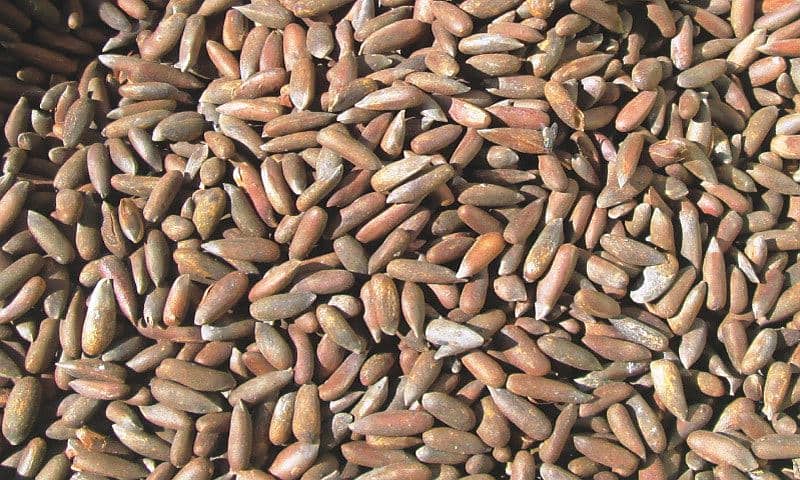 pine nuts 1