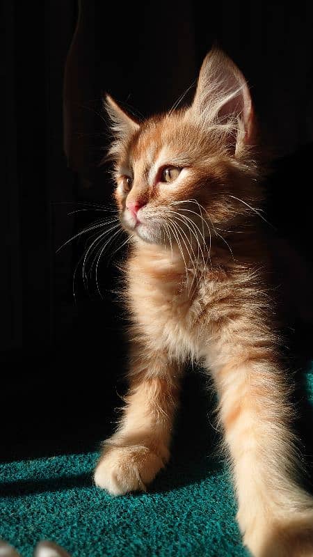 PERSIAN KITTEN 3 MONTH YOUNG 3