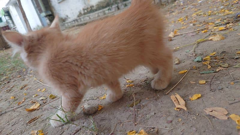 PERSIAN KITTEN 3 MONTH YOUNG 8