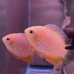 Red Severum