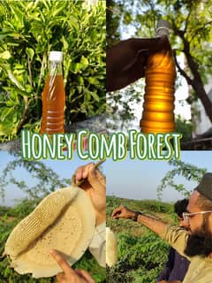 Fresh Choti Makhi / Small Bee Honey Forest