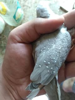 Silver Dove breeder Male