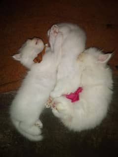 persian kitten pair