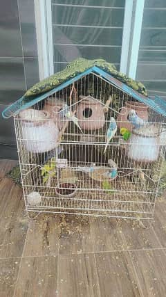 18 parrots with cage