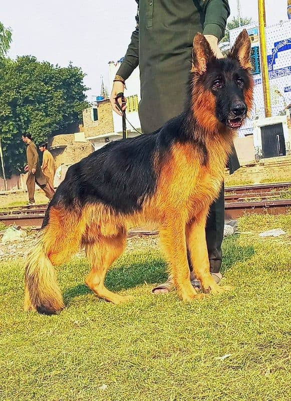 GSD Long coat dog heavy bone structure male age 12 month for sale 0