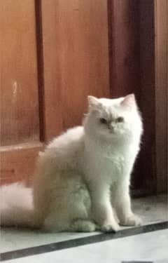 Half Siberian half Himalayan triple coat off white male fluffy cat