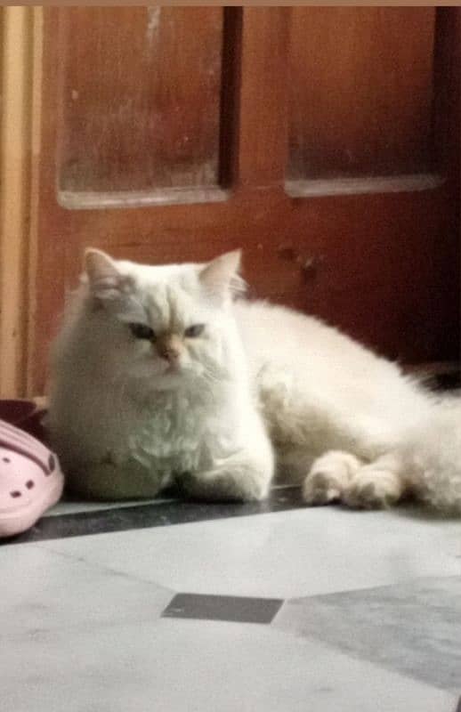 Half Siberian half Himalayan triple coat off white male fluffy cat 2