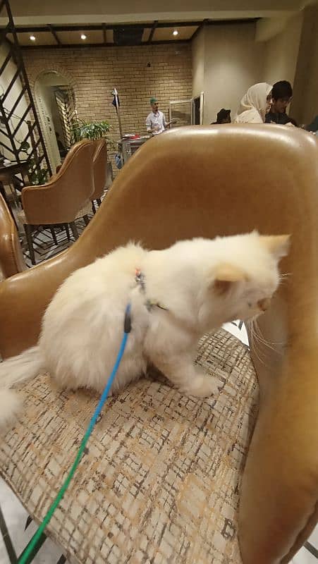 Half Siberian half Himalayan triple coat off white male fluffy cat 4