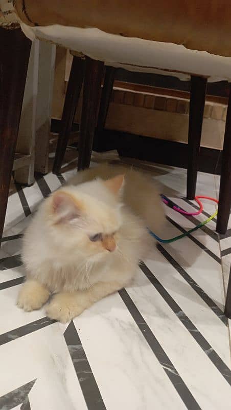 Half Siberian half Himalayan triple coat off white male fluffy cat 6