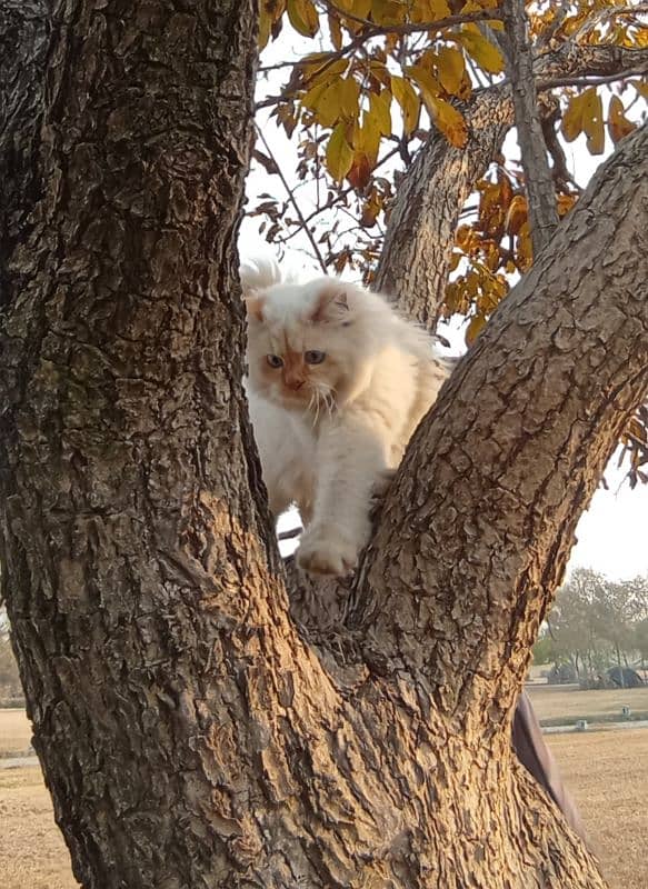 Half Siberian half Himalayan triple coat off white male fluffy cat 8