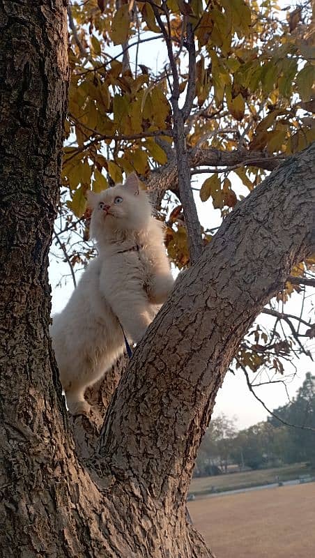 Half Siberian half Himalayan triple coat off white male fluffy cat 10