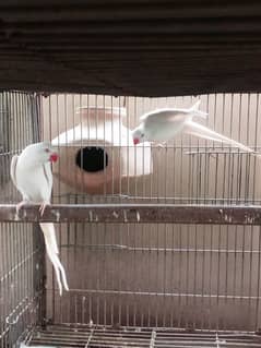 White Ringneck Breeding Pair