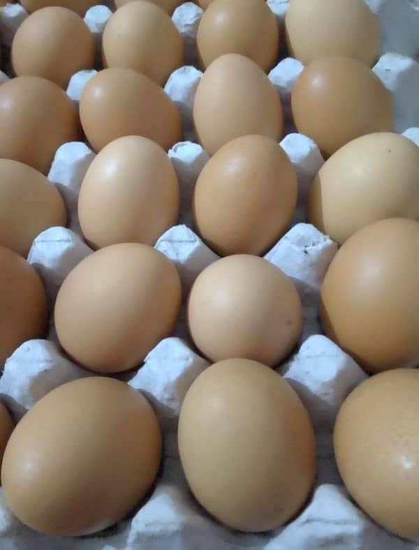 Desi eggs dastyab hain. . . 1