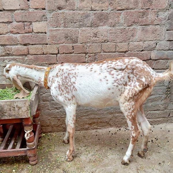 dasi makhi chani bakri 1