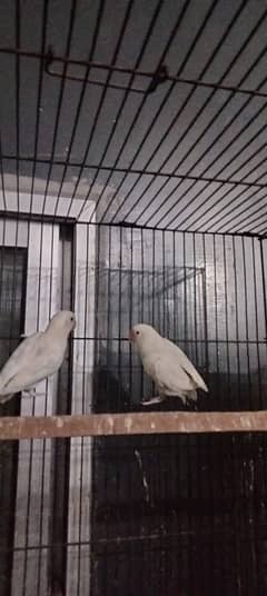 Albino Red Eyes Split Breeder Pairs Read Full Ad