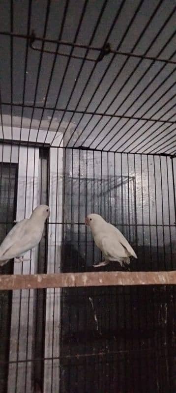 Albino Red Eyes Split Breeder Pairs Read Full Ad 0