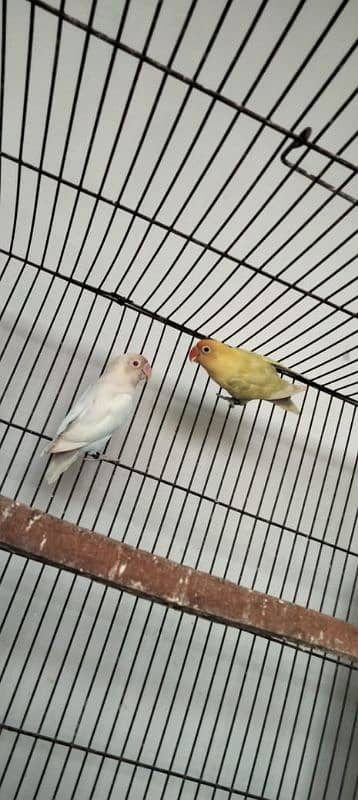 Albino Red Eyes Split Breeder Pairs Read Full Ad 1