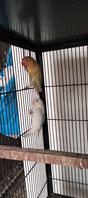 Albino Red Eyes Split Breeder Pairs Read Full Ad 2