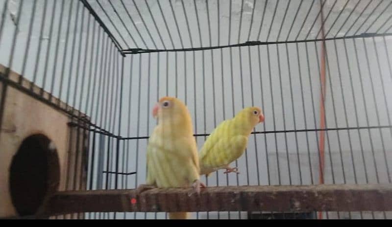 Albino Red Eyes Split Breeder Pairs Read Full Ad 6