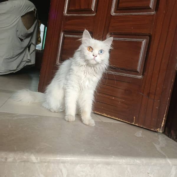 white odd eyes Persian female cat , toilet trained, final price 8000 , 1