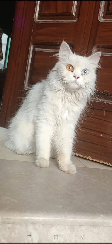 white odd eyes Persian female cat , toilet trained, final price 8000 , 3