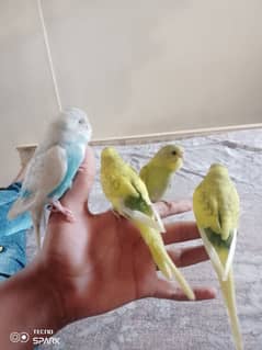 HAND TAME Bujries/Budgies/Australian/CHICKS FOR BABY NO BITE PLAYFULL